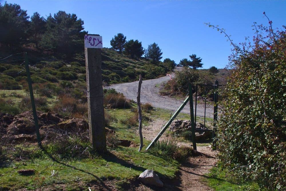 Pinar de Abantos